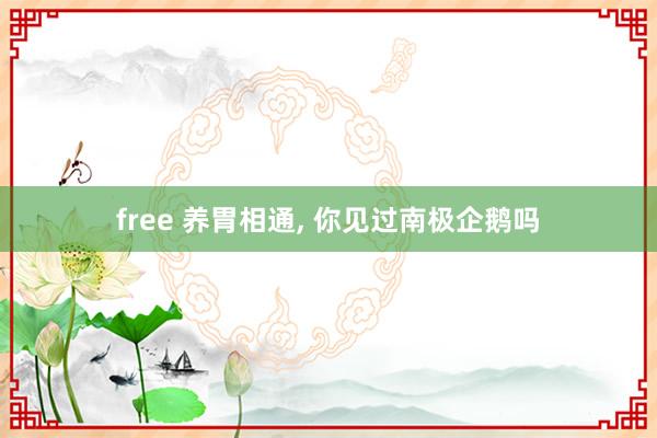 free 养胃相通， 你见过南极企鹅吗